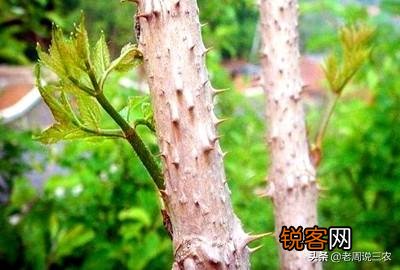 有些农村树上的野菜“刺老芽”,价格比肉还贵,这是为什么？