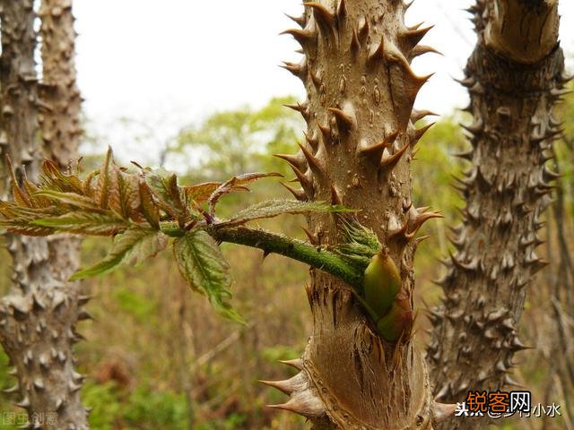 有些农村树上的野菜“刺老芽”,价格比肉还贵,这是为什么？