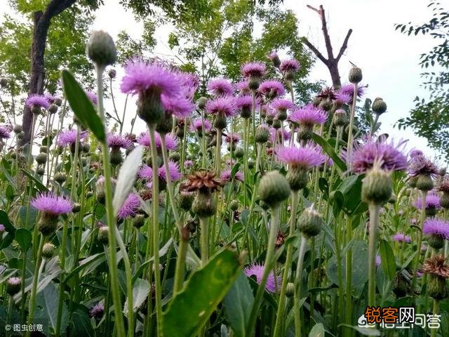 春天挖野菜,你认识刺角芽吗？怎么吃？