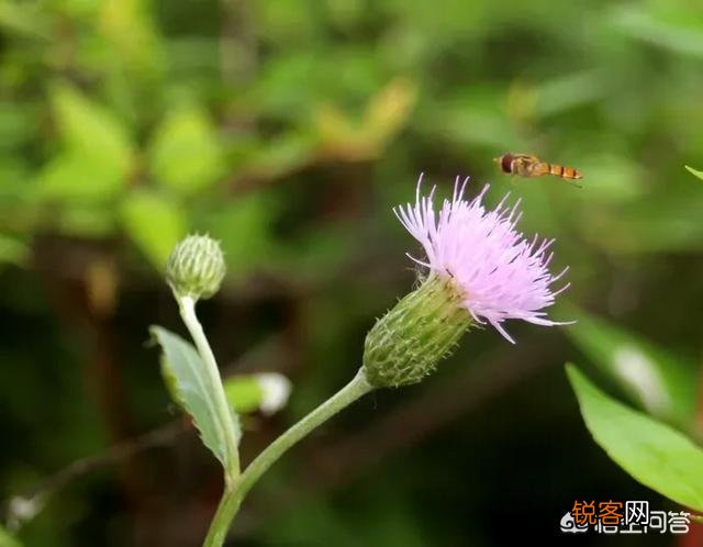 春天挖野菜,你认识刺角芽吗？怎么吃？