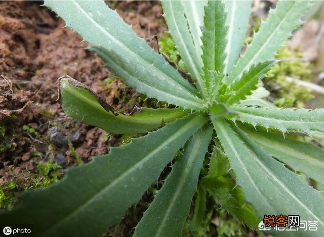 春天挖野菜,你认识刺角芽吗？怎么吃？