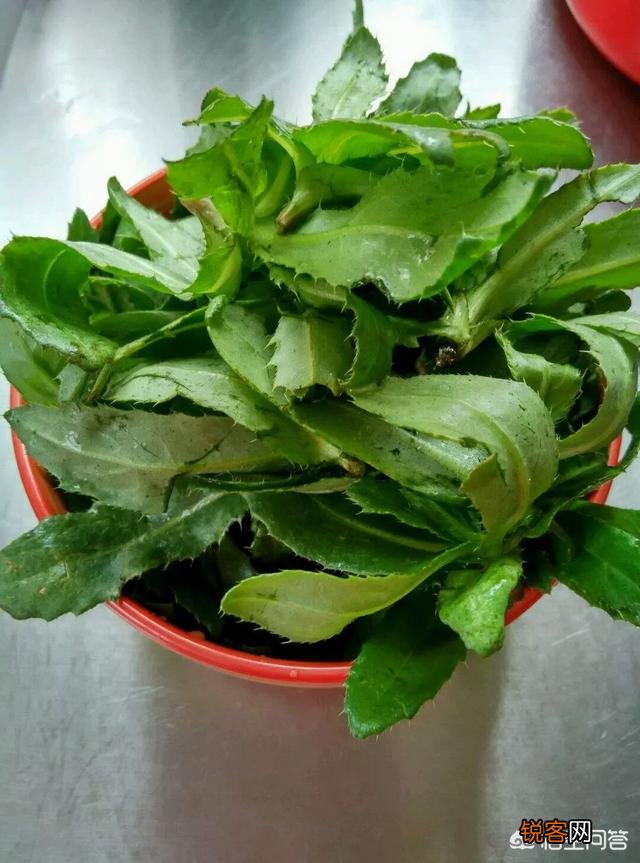 春天挖野菜,你认识刺角芽吗？怎么吃？