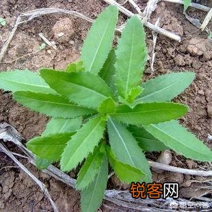 春天挖野菜,你认识刺角芽吗？怎么吃？