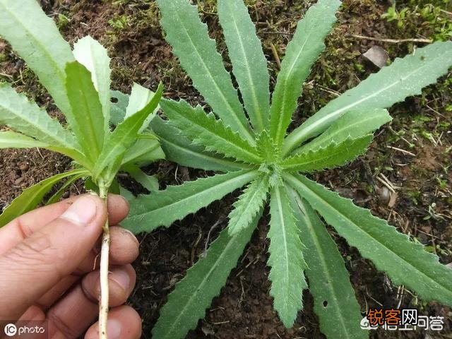 春天挖野菜,你认识刺角芽吗？怎么吃？