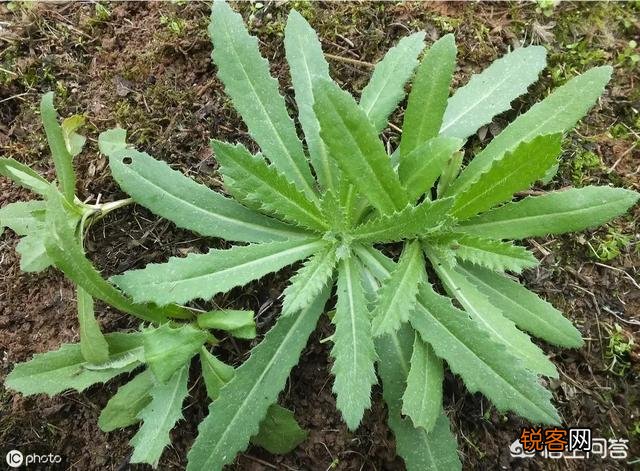 春天挖野菜,你认识刺角芽吗？怎么吃？