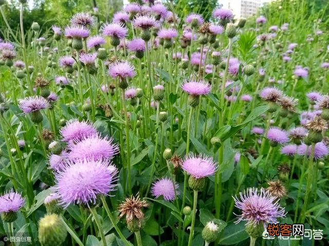 春天挖野菜,你认识刺角芽吗？怎么吃？