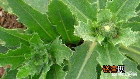 春天挖野菜,你认识刺角芽吗？怎么吃？