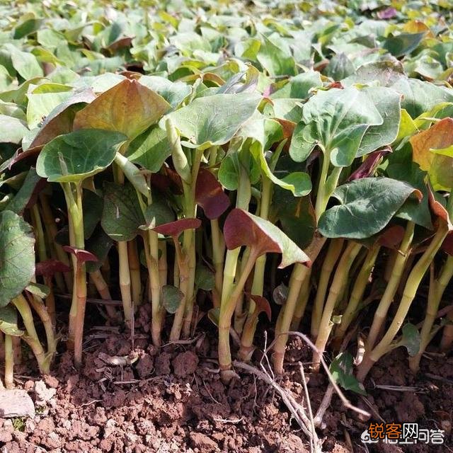 野菜价格突破天际,在农村大棚种植野菜是否有出路？