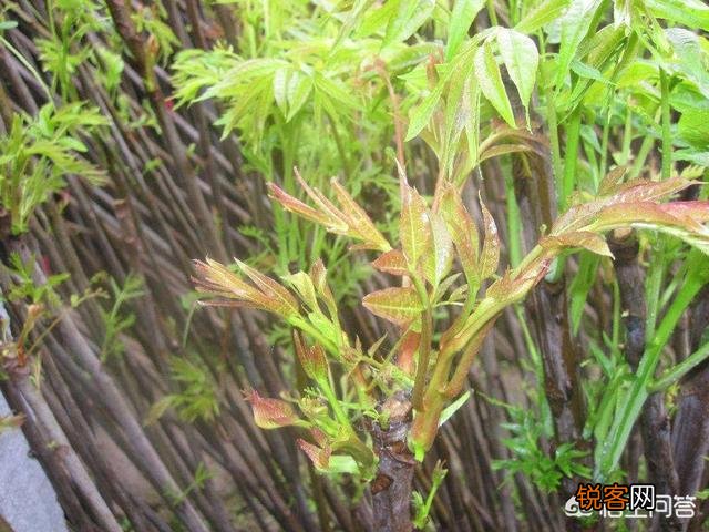 野菜价格突破天际,在农村大棚种植野菜是否有出路？