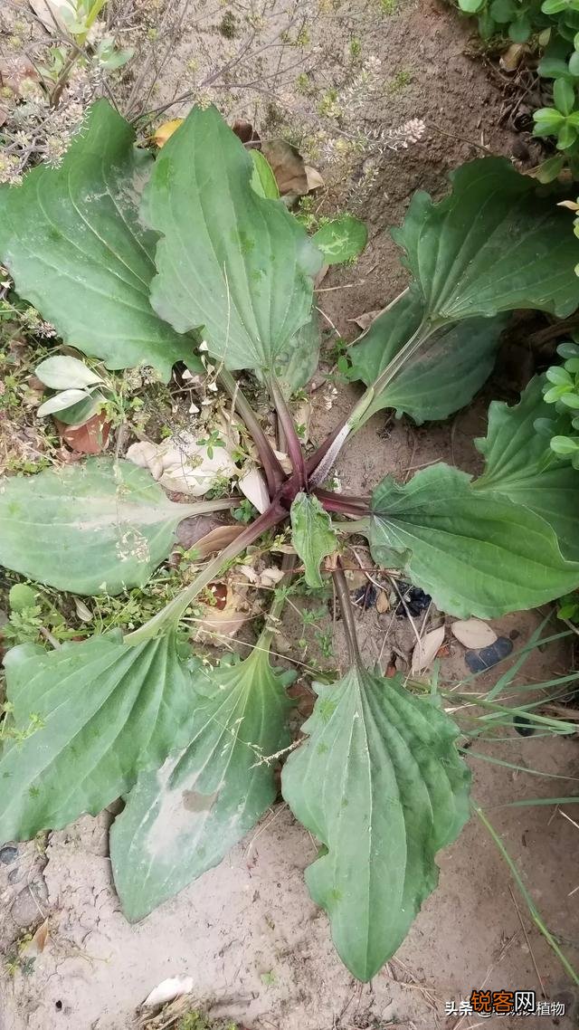 野菜,农村很多人叫猪舌头的菜,营养价值高嘛？
