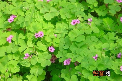农村有一种野菜叫苜蓿草,你吃过吗？