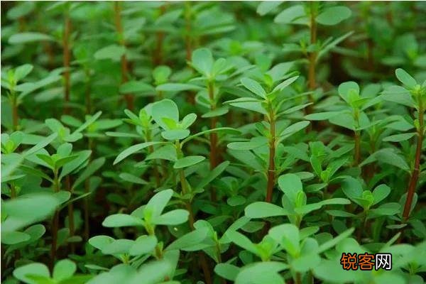 春夏季节,农田里哪些野菜可以吃,并且还应注意哪些事项？
