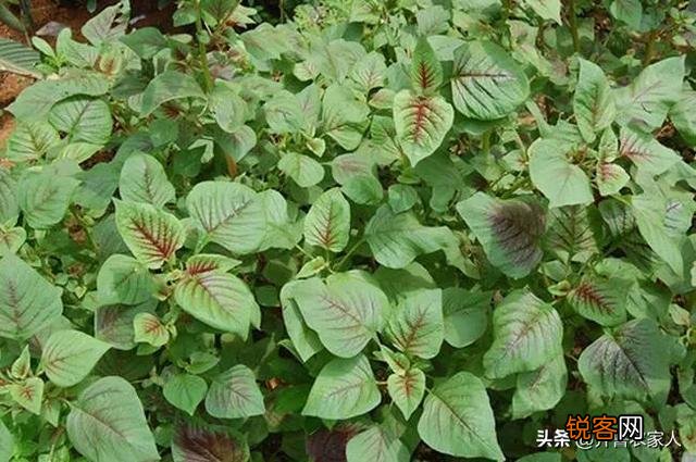 春夏季节,农田里哪些野菜可以吃,并且还应注意哪些事项？