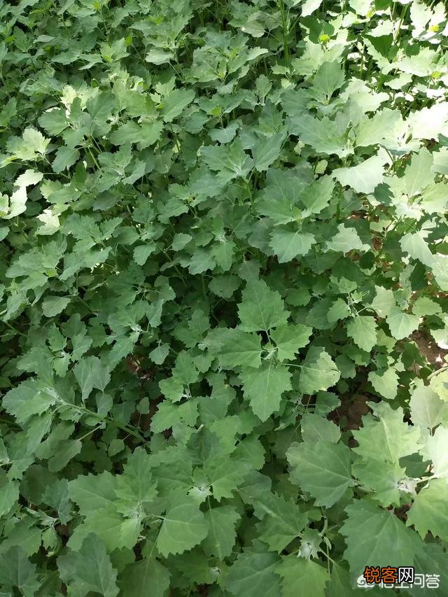 农村地里的野菜都能吃吗？吃了有什么好处啊？