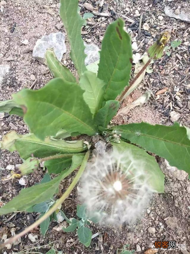 农村地里的野菜都能吃吗？吃了有什么好处啊？
