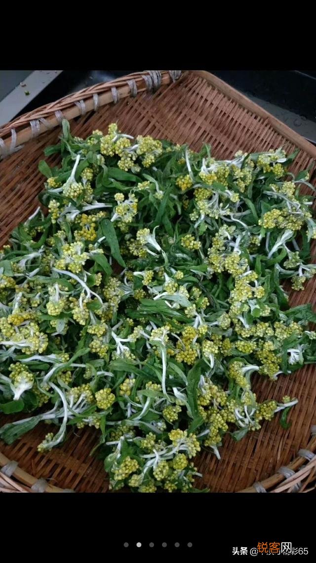 春暖花开,这些野菜你吃过几个？