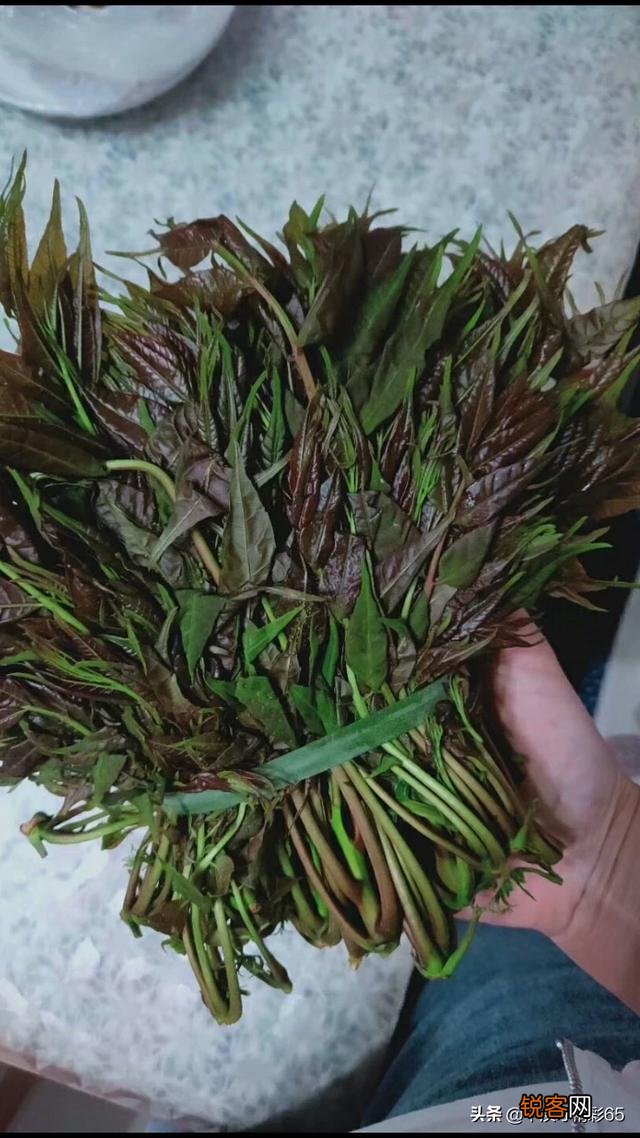 春暖花开,这些野菜你吃过几个？
