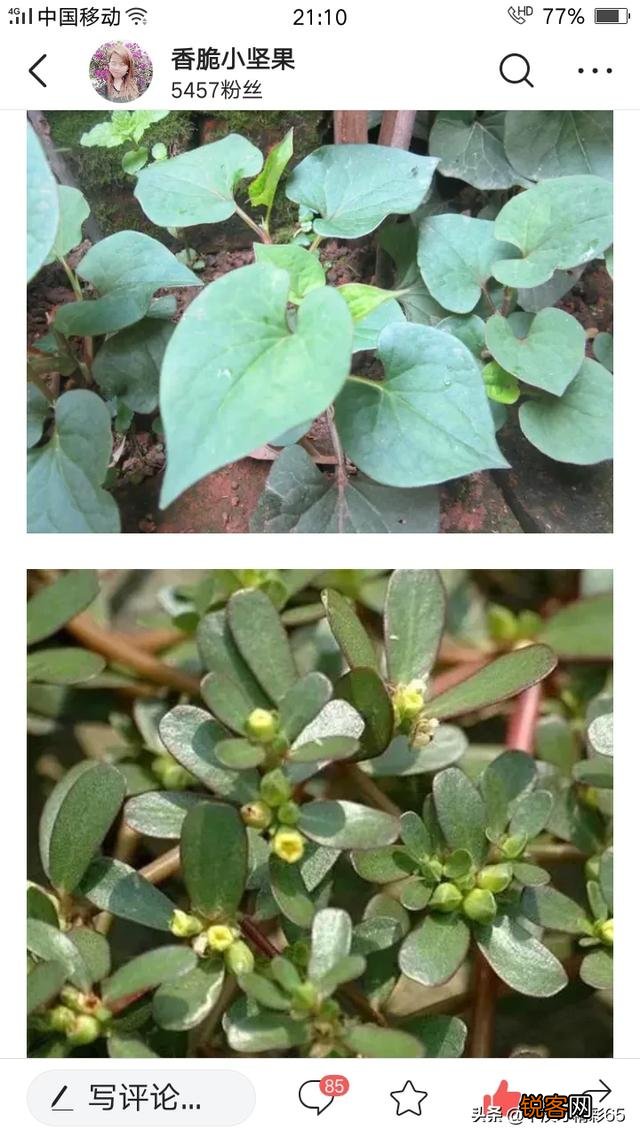 春暖花开,这些野菜你吃过几个？