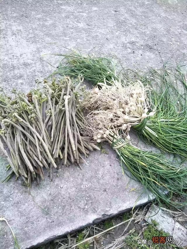 春暖花开,这些野菜你吃过几个？