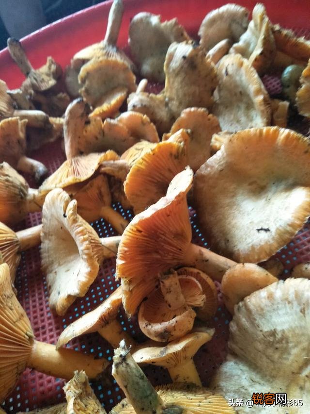 春暖花开,这些野菜你吃过几个？