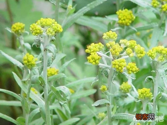 3、4月正是野菜成熟的季节,能吃的野菜有多少？