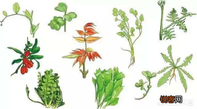 3、4月正是野菜成熟的季节,能吃的野菜有多少？
