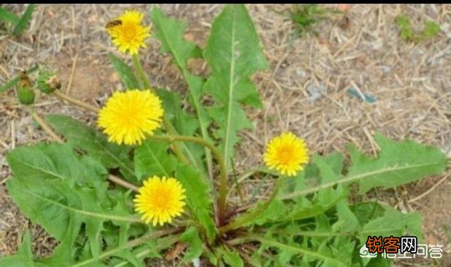 3、4月正是野菜成熟的季节,能吃的野菜有多少？