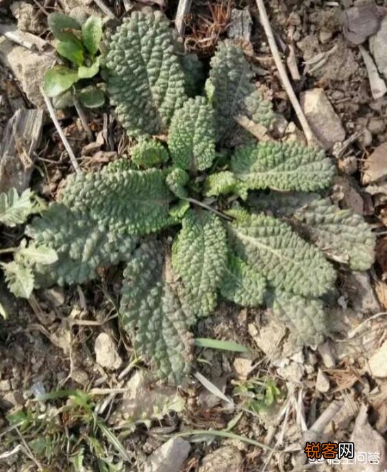 3、4月正是野菜成熟的季节,能吃的野菜有多少？