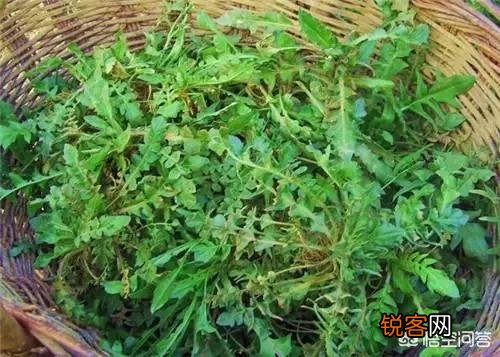 3、4月正是野菜成熟的季节,能吃的野菜有多少？