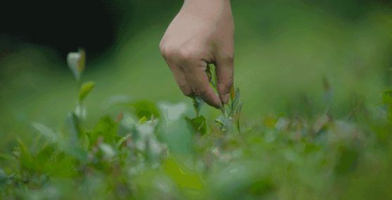 3、4月正是野菜成熟的季节,能吃的野菜有多少？