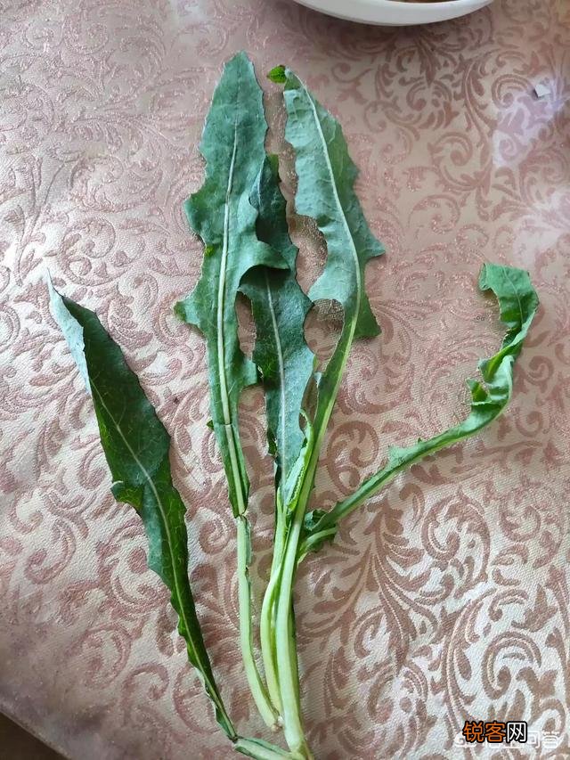 吃到一种野菜,和蒲公英的叶子很像,有七个弯曲的弧度,请问有知道学名的大神吗？