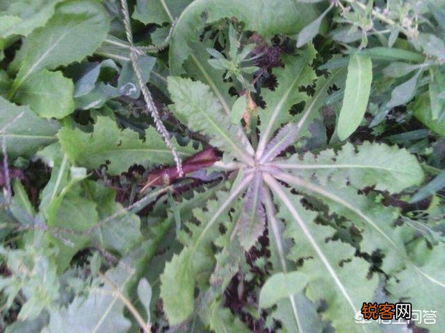 野菜有必要冰冻起来常年吃吗？