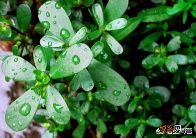 野菜有必要冰冻起来常年吃吗？