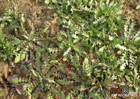 野菜有必要冰冻起来常年吃吗？