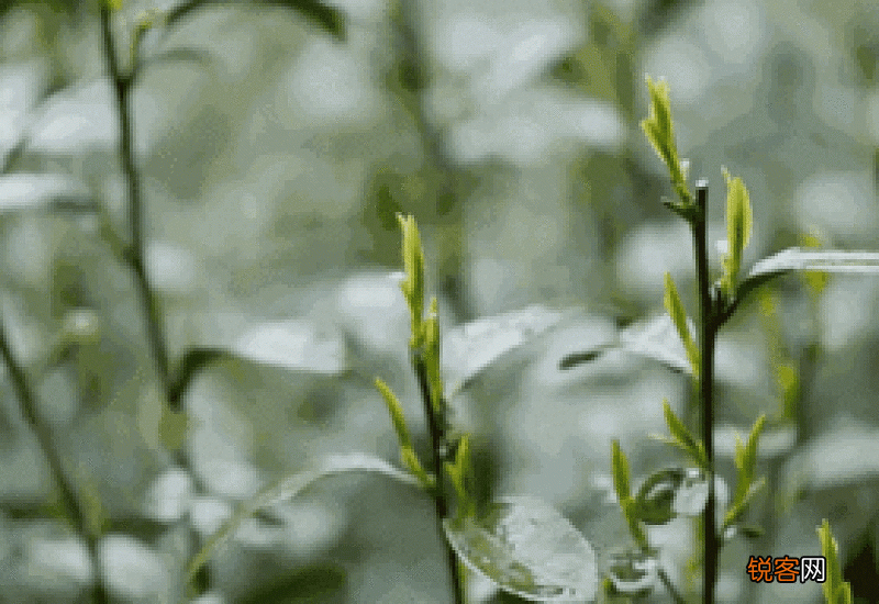 茶叶最早是被当做