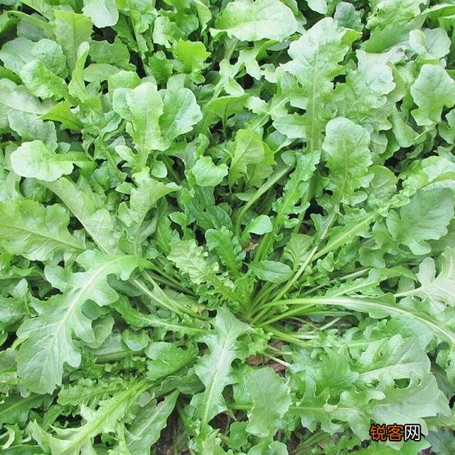 朋友,您那里有哪些野菜,可以介绍一些名字和功能吗？