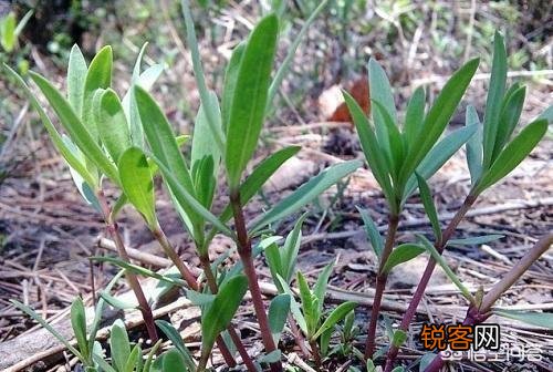 农村山里的野菜山麻楂现在多少钱一斤？农民愿意摘野菜卖钱吗？
