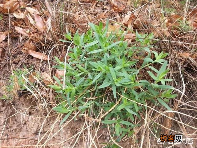 农村山里的野菜山麻楂现在多少钱一斤？农民愿意摘野菜卖钱吗？