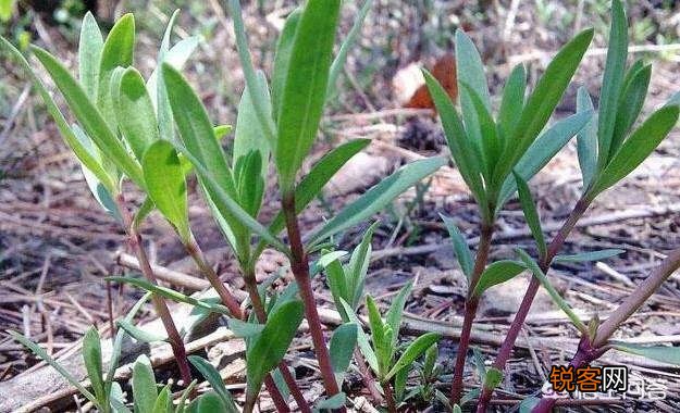 农村山里的野菜山麻楂现在多少钱一斤？农民愿意摘野菜卖钱吗？