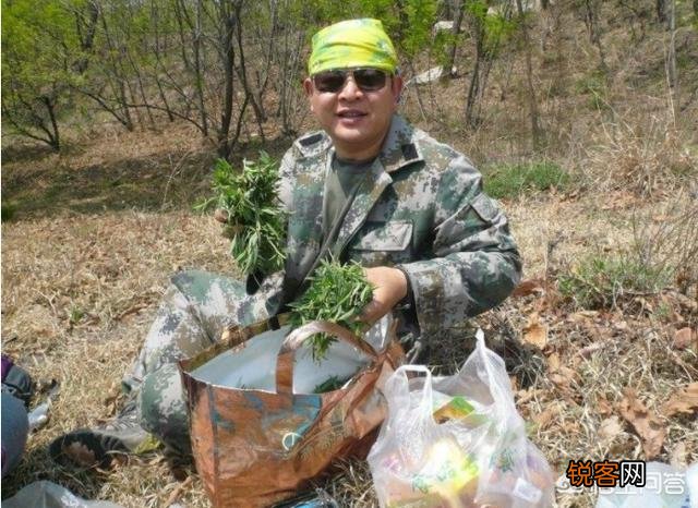 农村山里的野菜山麻楂现在多少钱一斤？农民愿意摘野菜卖钱吗？