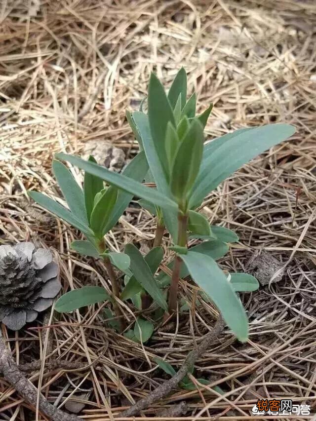 农村山里的野菜山麻楂现在多少钱一斤？农民愿意摘野菜卖钱吗？