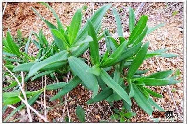 农村山里的野菜山麻楂现在多少钱一斤？农民愿意摘野菜卖钱吗？