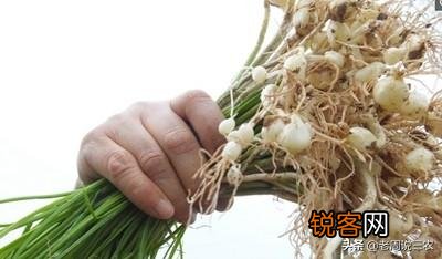 农村最常见野菜有哪些？能种植吗？