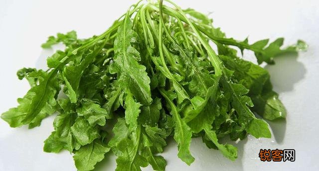 农村最常见野菜有哪些？能种植吗？