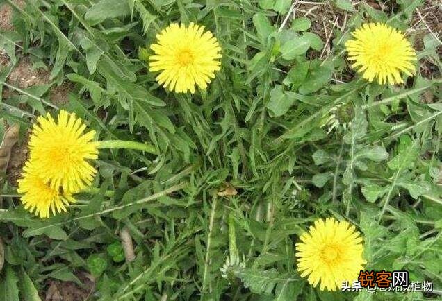 农村最常见野菜有哪些？能种植吗？