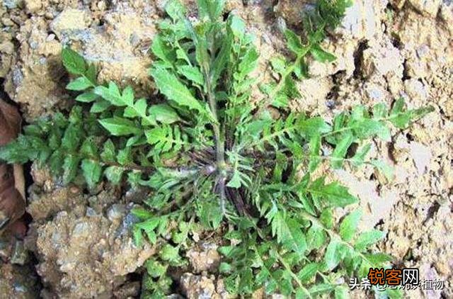 农村最常见野菜有哪些？能种植吗？