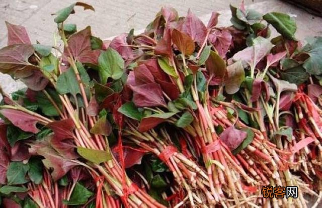 农村最常见野菜有哪些？能种植吗？