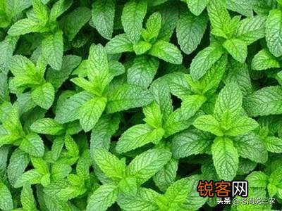 农村最常见野菜有哪些？能种植吗？