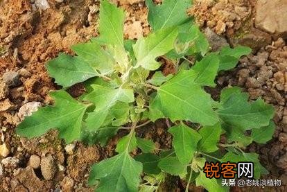 农村最常见野菜有哪些？能种植吗？