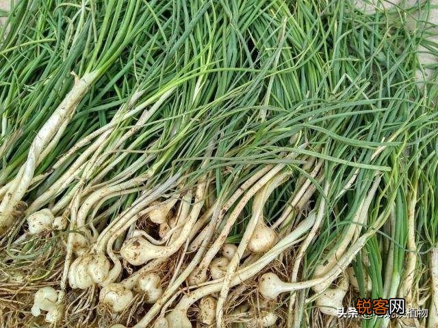 农村最常见野菜有哪些？能种植吗？